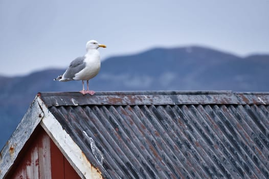 Seagull on a fisherman's house in Norway. Seabird in Scandinavia. Animal photo from nature in the north