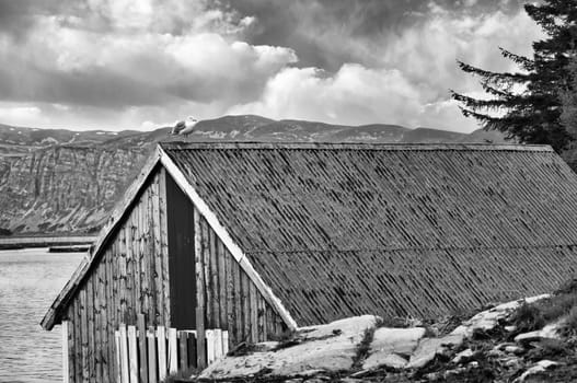 Seagull on a fisherman's house in Norway in black and white. Seabird in Scandinavia. Animal photo from nature in the north