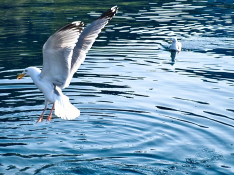 Seagulls in the crystal clear water of the Norwegian Fjord. Drops of water ripple in the dynamic movement of the seabird. Animal photo from Scandinavia
