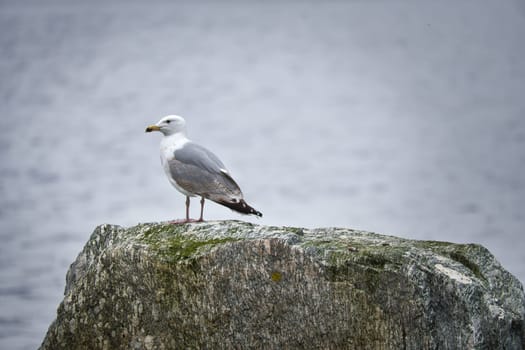 Seagull on a stone in Norway in front of a fjord. Seabird in Scandinavia. Animal photo from nature in the north