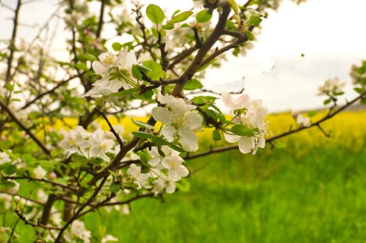 Apple blossoms on the branch of an apple tree. Fruit tree with buds and white-purple petals. Evening mood with warm light. Photo from agriculture
