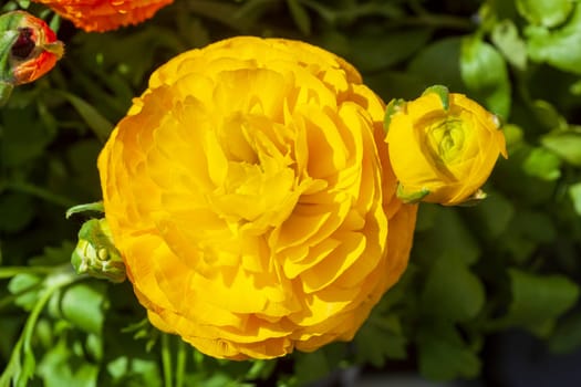 Blooming yellow ranunculus flowers (Ranunculus asiaticus), top view, Germany