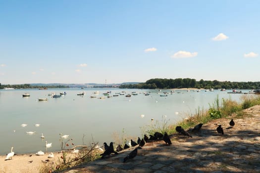 Pigeons and swans are gathering on the shore of the Danube River in Zemun, fisher, fishing boats are floating on the water in the background, Zemun, Belgrade, Serbia 2022