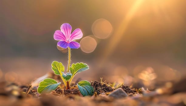 A stunning little flower blooms with vibrant purple petals against a soft, natural background in the wild. Sunlight shining standing alone. Spring and summer 4k video beauty