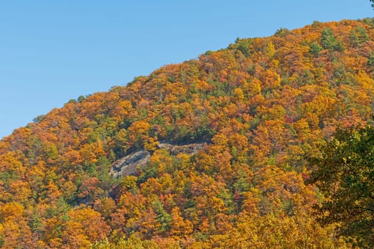 A Hillside of Orange on a Mountain Ridge on the Blue Ridge Parkway in Virginia
