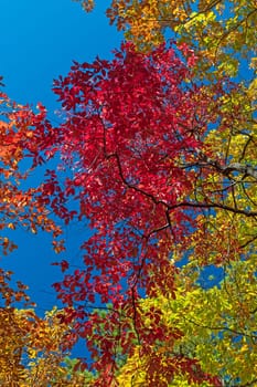 Brilliant Reds in the Fall Canopy in the Blue Ridge Parkway in Virginia