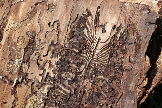 The bark of a tree infested by the bark beetle