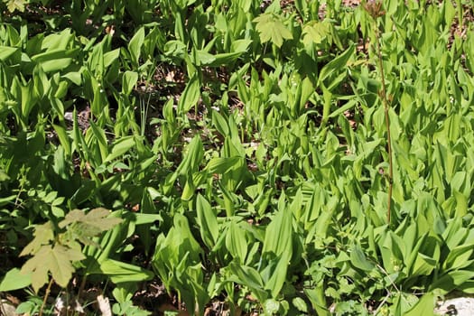 Poisonous lily of the valley is easy to confuse with wild garlic