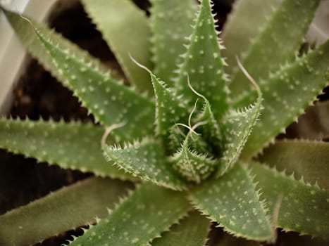 Macrophotography.Background image of a green aloe plant in a pot.Texture or background.Selective focus.View from above.
