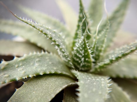 Macrophotography. Indoor succulent plant from the genus Aloe in a pot.Texture or background.Selective focus.