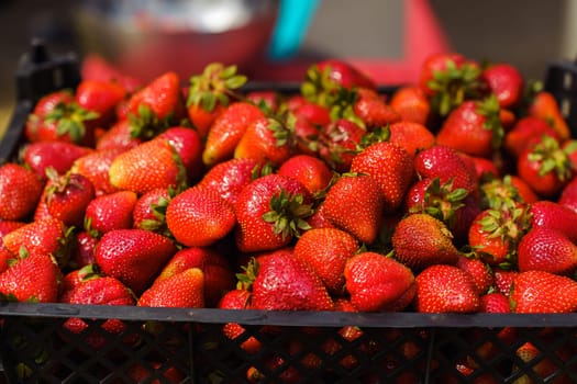 Close-up of a box of ripe juicy strawberries in the garden in the sunlight. Strawberry harvest on a farm or in a private garden.