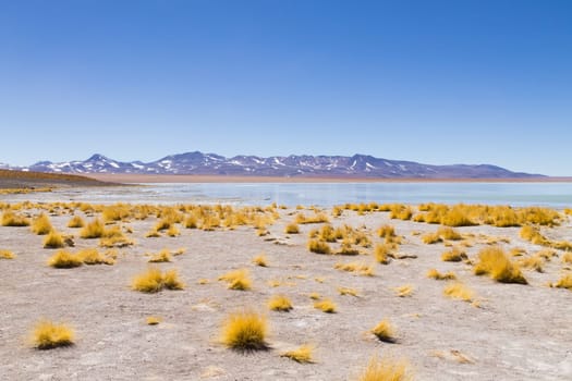 Bolivian lagoon landscape, Aguas Termales de Polques,Bolivia.