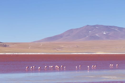 Laguna Colorada flamingos, Bolivia. Puna flamingo. Andean wildlife. Red lagoon