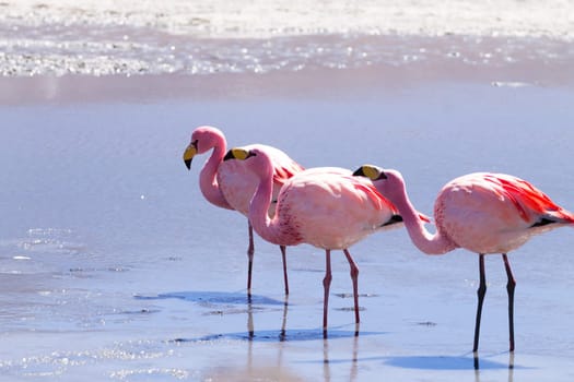 Laguna Hedionda flamingos, Bolivia.  Andean wildlife. Bolivian lagoon
