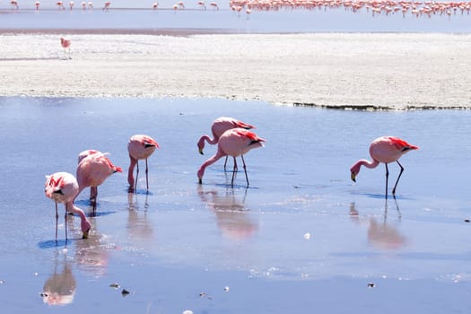 Laguna Hedionda flamingos, Bolivia.  Andean wildlife. Bolivian lagoon