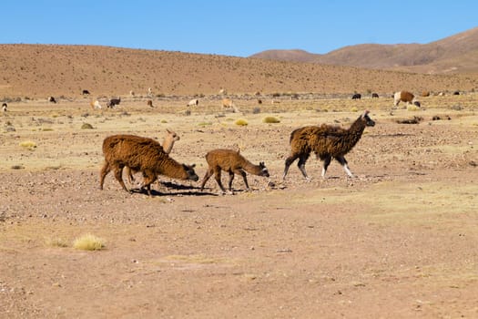Bolivian llama breeding on Andean plateau,Bolivia