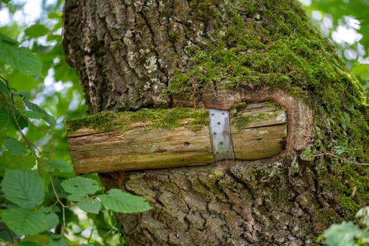 Part of a wooden fence has grown into a large tree trunk