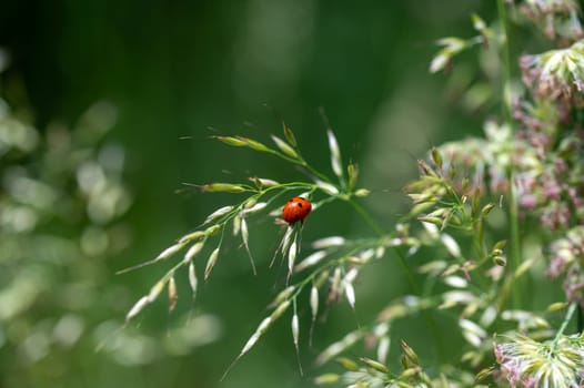 Ladybird ( Coccinellidae ) on plant in green nature with many copy space
