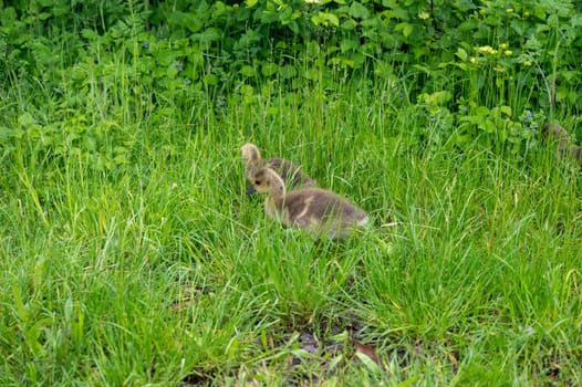 Chicks of Canada geese ( Branta canadensis ) in green grass in the wild