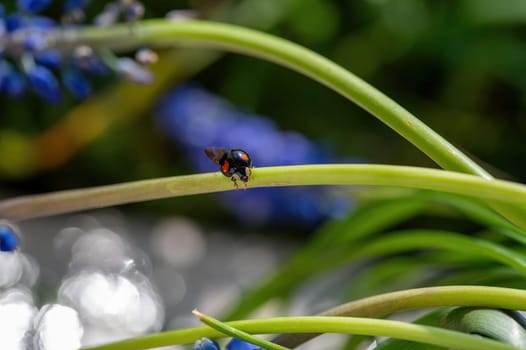 Black - red ladybug ( Coccinellidae ) with wing on a plant in green nature