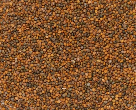 Bunch of arugula seeds for planting, full frame