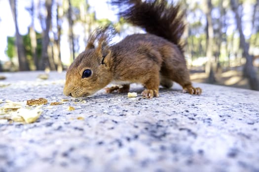 Detail of wild mammal animal eating in nature