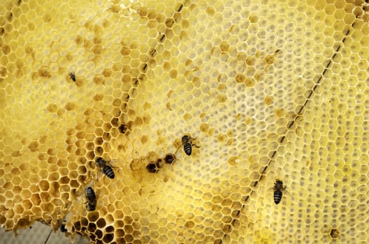 Detail of honeycomb with bees, sweet