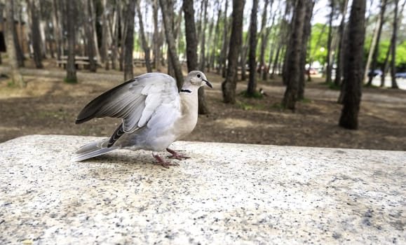 Detail of wild bird in nature, life and freedom
