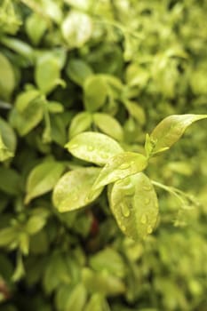 Detail of decorative green leaves, outdoor hedge