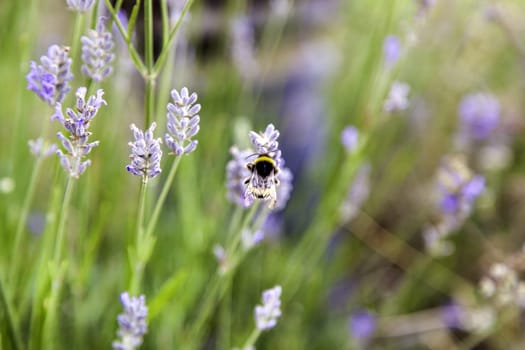 Detail of aromatic flowers in nature, perfume