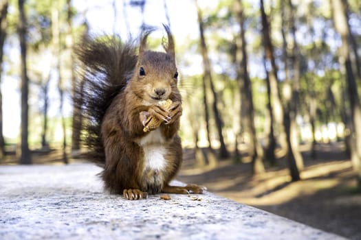 Detail of wild mammal animal eating in nature