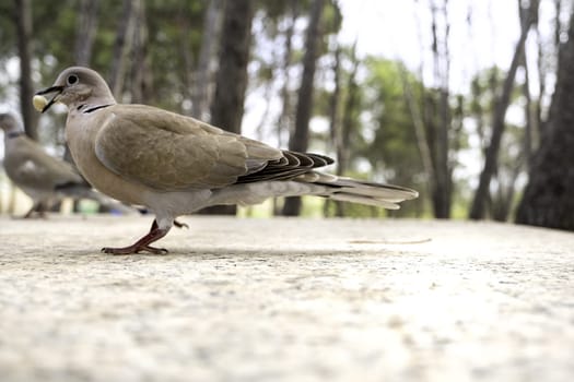 Detail of wild bird in nature, life and freedom