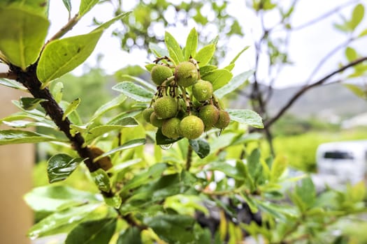 Detail of exotic fruit on a tree, healthy food