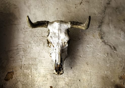 Detail of old decorative goat skull, terrifying