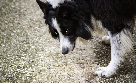 Border collie dog on the street, domestic animal, pet