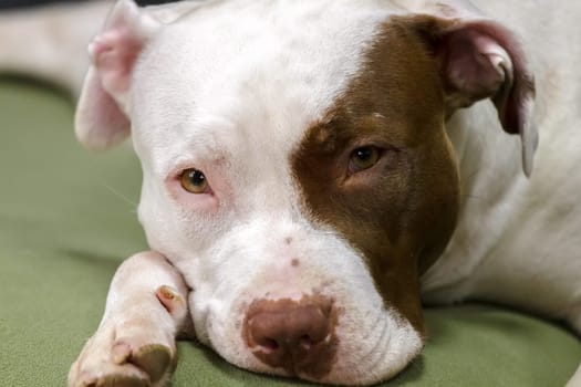 White to brown spots female pit bull red nose with expressive close-up view.Selective focus with shallow depth of field.