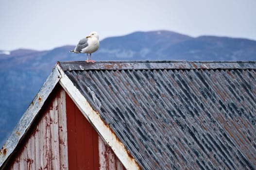 Seagull on a fisherman's house in Norway. Seabird in Scandinavia. Animal photo from nature in the north