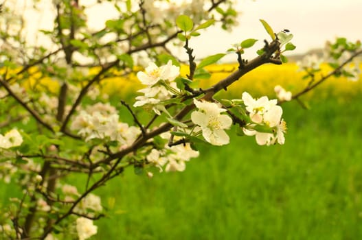 Apple blossoms on the branch of an apple tree. Fruit tree with buds and white-purple petals. Evening mood with warm light. Photo from agriculture
