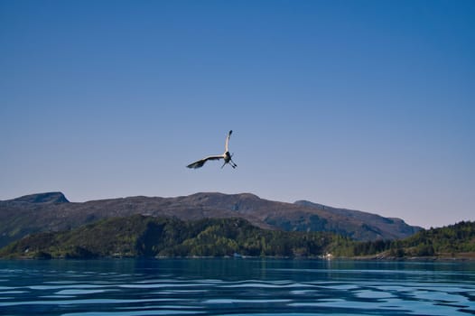 Norwegian fjord landscape. Seagull flies in the blue sky. Mountains with rugged vegetation. Crystal clear water. Wildlife in Scandinavia