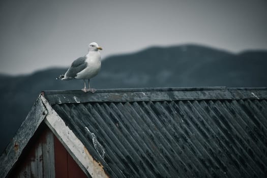 Seagull on a fisherman's house in Norway. Seabird in Scandinavia. Animal photo from nature in the north