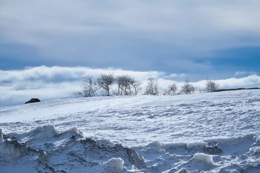 Norwegian high mountains in the snow. Bare group of trees in a white landscape. Scandinavian landscape in the far north