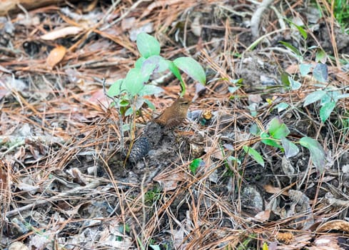 A Winter Wren Searching for Food in the Forest Floor in Congaree National Park in South Carolina