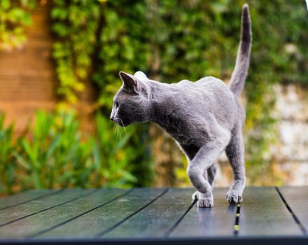 British Shorthair blue cat lying and sitting on a wooden table in green garden.