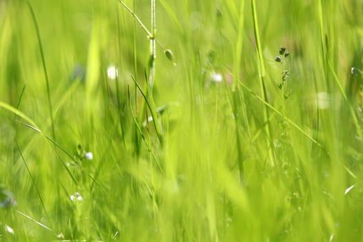 Delicate blurred flowers and grasses in a green meadow