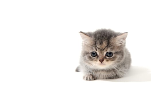 Fluffy purebred gray kitten on a white isolated background. High quality photo