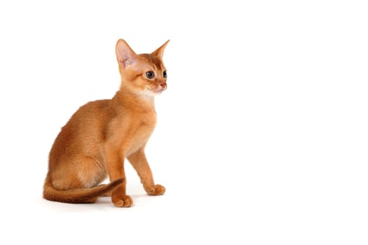 ginger purebred kitten sits on an isolated white background. High quality photo