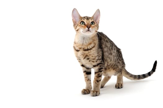 Purebred smooth-haired cat on a white isolated background. High quality photo
