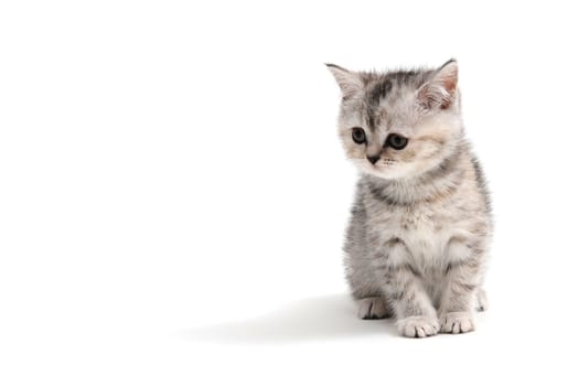 Fluffy purebred gray kitten on a white isolated background. High quality photo