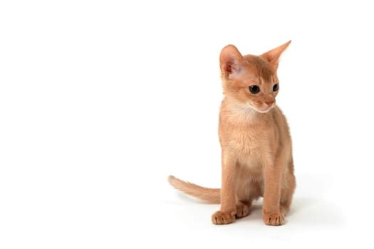ginger purebred kitten sits on an isolated white background. High quality photo