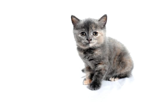 Fluffy purebred gray kitten on a white isolated background. High quality photo